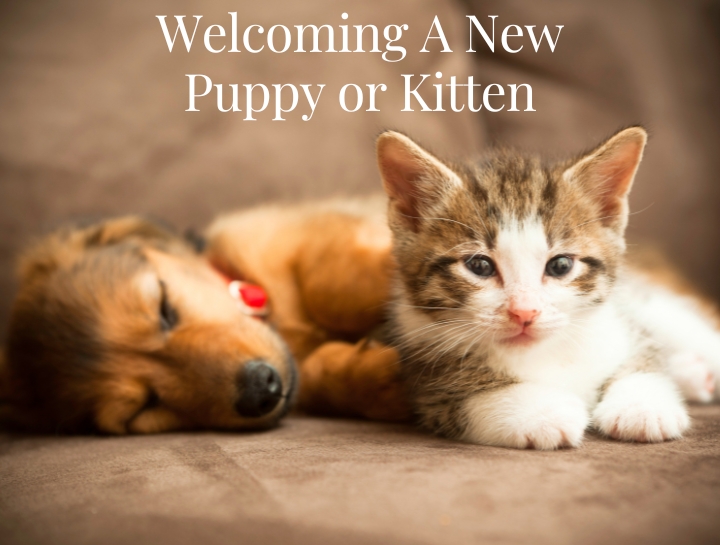 Grace Animal Hospital | Gastonia Veterinarians